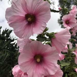 Meet your Posher, Pattie